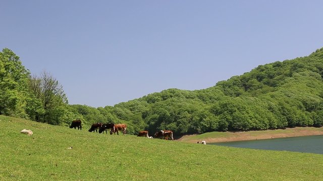 Grazing cows in the meadow in Lankaran Azerbaijan