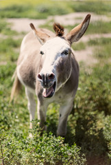 Obraz premium Spanish ass