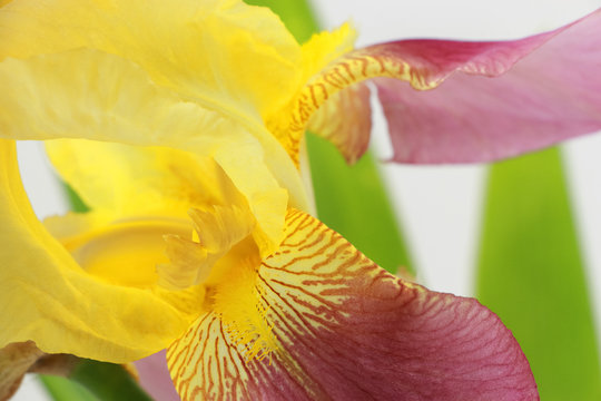 Yellow iris flower closeup on white background