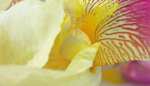 Yellow iris flower petals closeup