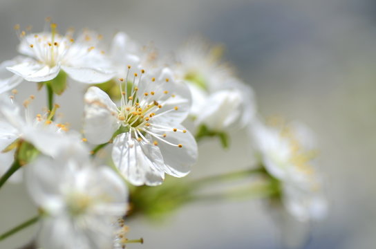 Fototapeta Piękne delikatne kwiaty kwitnącej wiśni na tle nieba