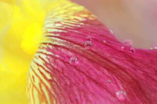 Vibrant yellow magenta iris flower petals closeup with raindrops