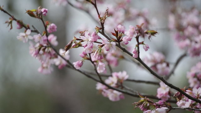Branches of Japanese Oriental cherry sakura wave on a wind