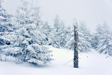Snow-covered trees in the Jizera Mountains, Poland.