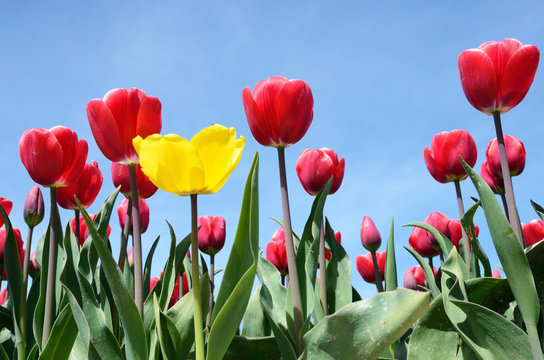 Beautiful flowers tulips against the sky (relaxation, special, e
