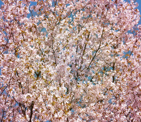 background cherry blossoms