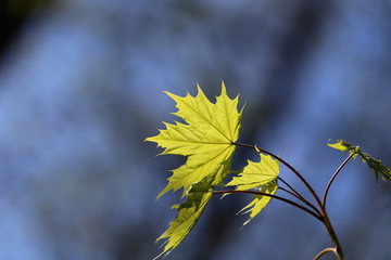 Young green maple leaf