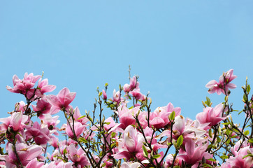 Beautiful natural background with magnolia blossoms against the