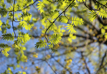 green young leaves of mountain ash