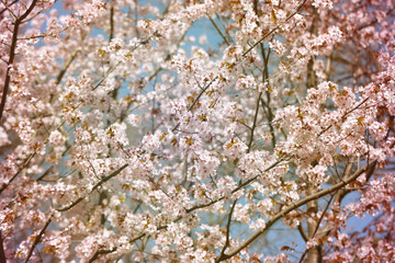 Obraz premium background cherry blossoms