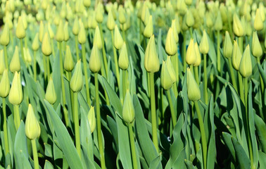 Bright cauliflower background buds of yellow tulips (anti-stress