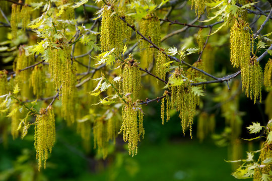 Bluetenkaetzchen der amerikanischen Roteiche (Quercus rubra)
