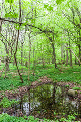 Gespensterwald Nienhagen