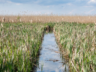channel through reeds in a river delta