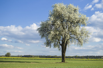 Fototapeta na wymiar Flowering tree