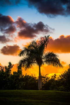 Palm tree silhouette on sunset
