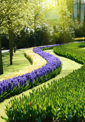The charming view from wavy flowers tulips and hyacinths in the
