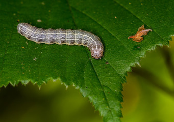 Oruga en una hoja