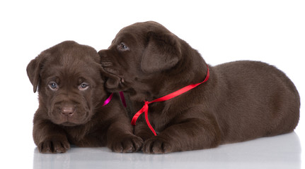 two chocolate labrador puppies