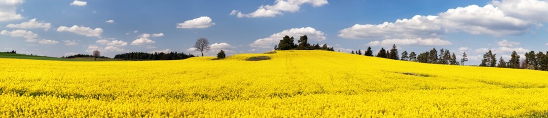 field of rapeseed plant for green energy