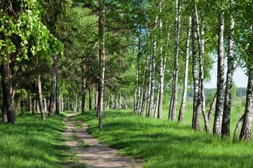 Road in spring forest