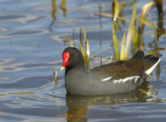 Moorhen