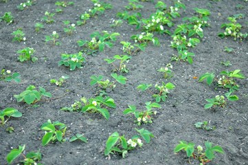Sadzonki młodych truskawek w ogrodzie