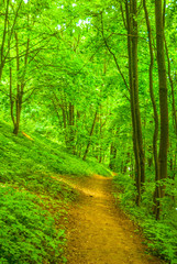 Fototapeta na wymiar path between trees in the forest in summertime