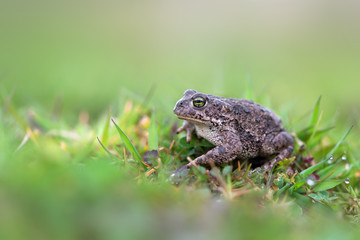 Toad - Bufo calamita