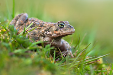 Toad - Bufo calamita