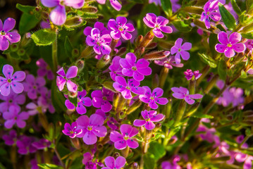 Blooming flowers