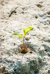 green sprout