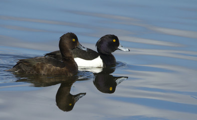 Tufted duck