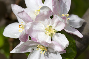Detail of the Apple Tree Flower 