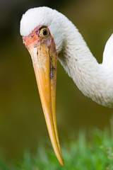 milky stork - Mycteria cinerea