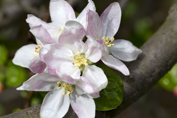 Detail of the Apple Tree Flower 