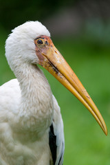 milky stork - Mycteria cinerea