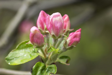 Detail of the Apple Tree Flower 