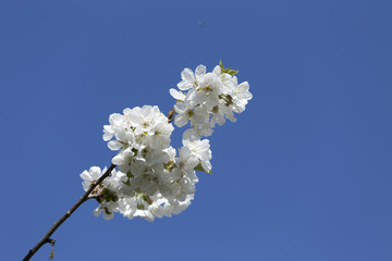 Cherry Tree Flower on the blue Sky