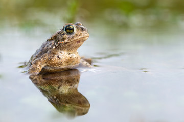 Toad - Bufo calamita
