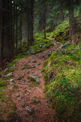 Landscape dense mountain forest.