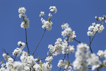 Cherry Tree Flower on the blue Sky