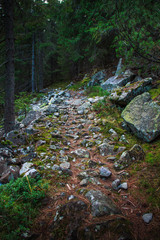 Landscape dense mountain forest.