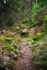 Landscape dense mountain forest.