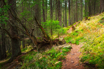 Landscape dense mountain forest.