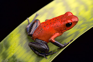 Fototapeta premium red poison dart frog