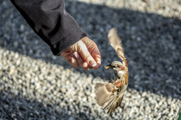 Haussperling / Spatz im Biergarten