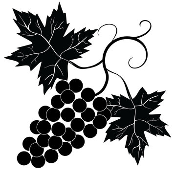 Decorative grapes  vine vector ornament
