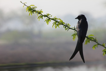 crow on branch of tree