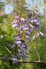 Цветы павловнии войлочной (Paulownia tomentosa)